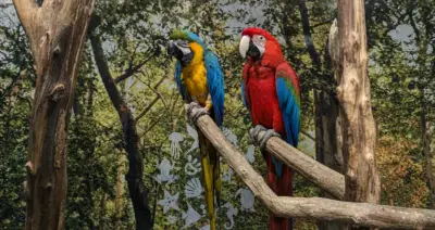 Blue-and-yellow macaw and green-winged macaw perched side by side on branches
