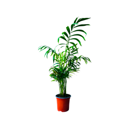Shamadoria
