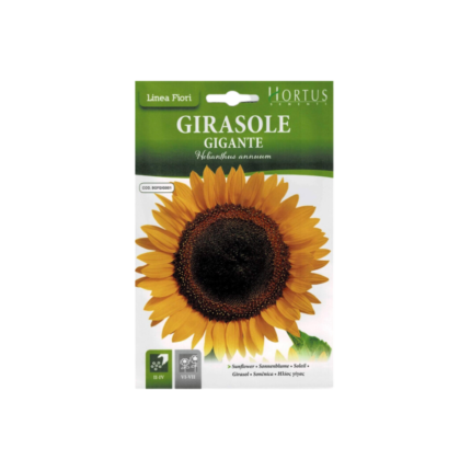 بذور زهرة عباد الشمس (Girasole)