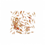 Food fish almgd | Artymya shrimp - 95 g - Image 3